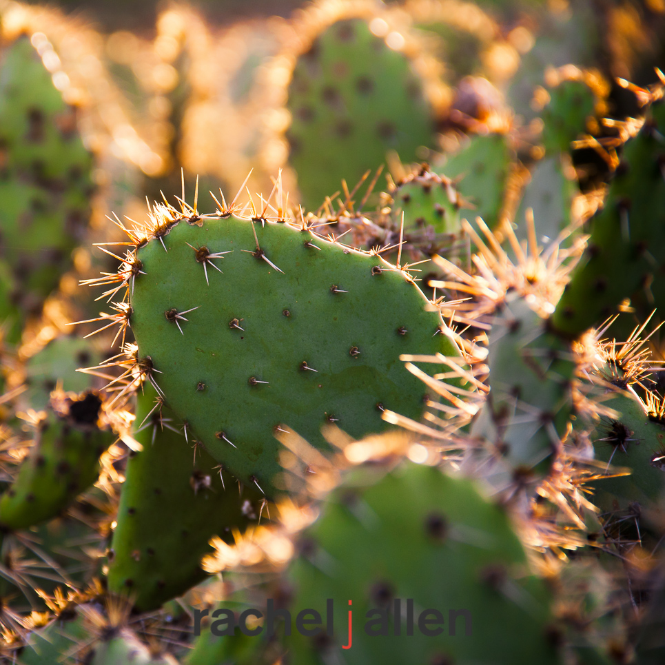 golden cactus